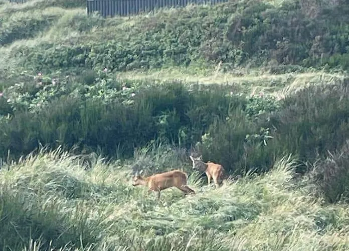 Bl1428-saltum-karen-mariesvej-31-d Сasa de vacaciones *